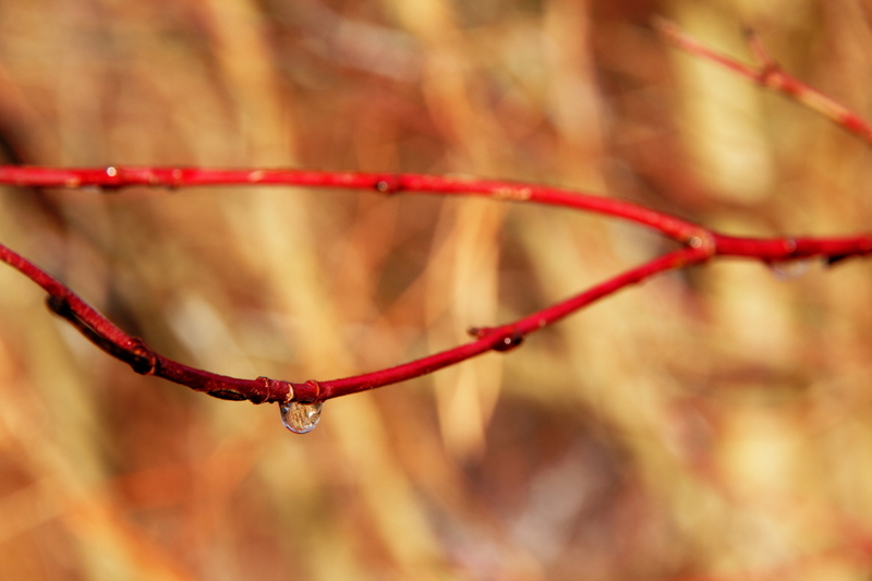 Large_sf_b_ume_pfynwald_winter_004